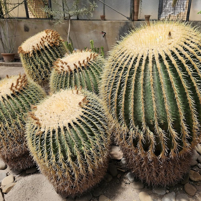 Discover Nature’s Beauty at Palermo Botanical Gardens