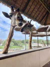 Amazing place for animal lovers🦒💛