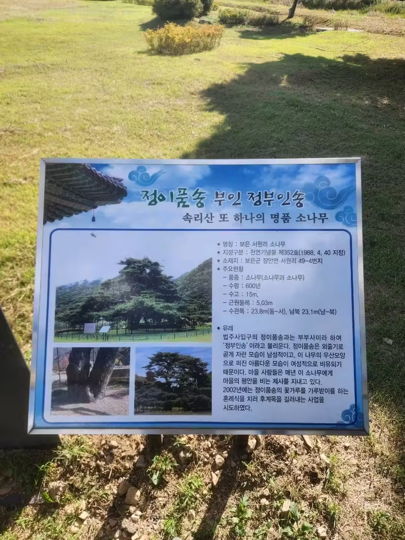 💛오랜시간의 위엄을 느낄 수 있는 보은 여행코스, "정이품송"💛
