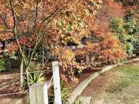 福壽山農場-台中絕美欣賞紅葉景點