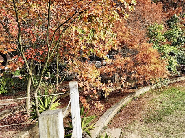 福壽山農場-台中絕美欣賞紅葉景點