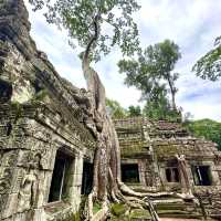 【カンボジア/シェムリアップ】自然と遺跡が融合した神秘的なタプローム寺院