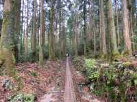 屋久島の縄文杉までの道が幻想的すぎた！