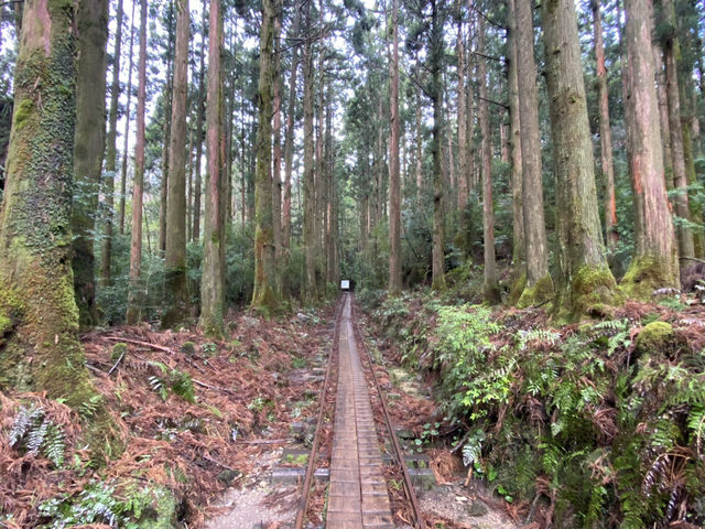 屋久島の縄文杉までの道が幻想的すぎた！