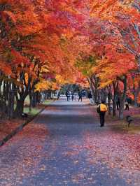 【長野】湖畔に広がるもみじその数1万本🤩彩り豊かな紅葉スポット🍁訪問攻略付き