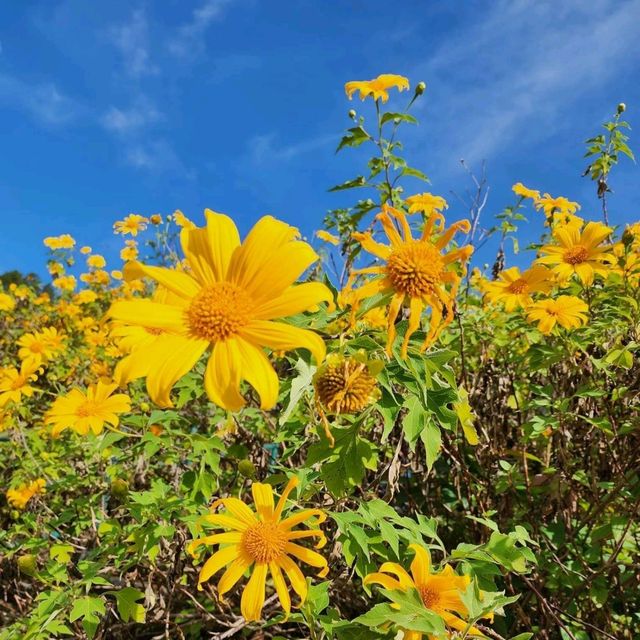 เทศกาลทุ่งดอกบัวตอง ตำบลแม่อูคอ แม่ฮ่องสอน🌼