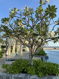 Melia Hồ Tràm, Beach Resort🏡