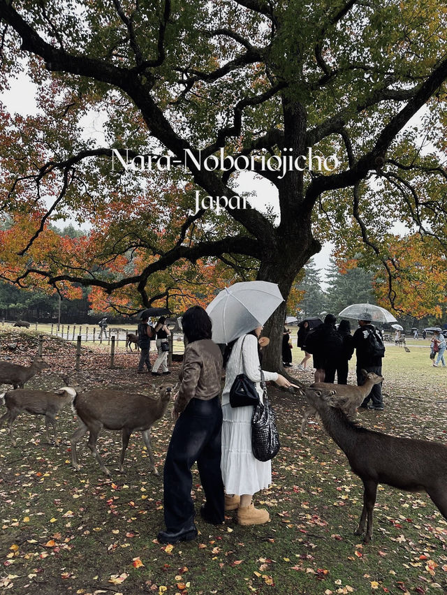 Nara,Japan 🍁🇯🇵