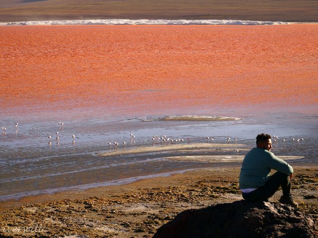 【ボリビア】天空の真紅の湖「ラグーナコロラダ」