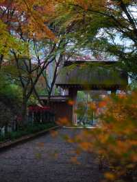 【栃木×佐野】参道に広がるグラデーション紅葉の絶景🍁