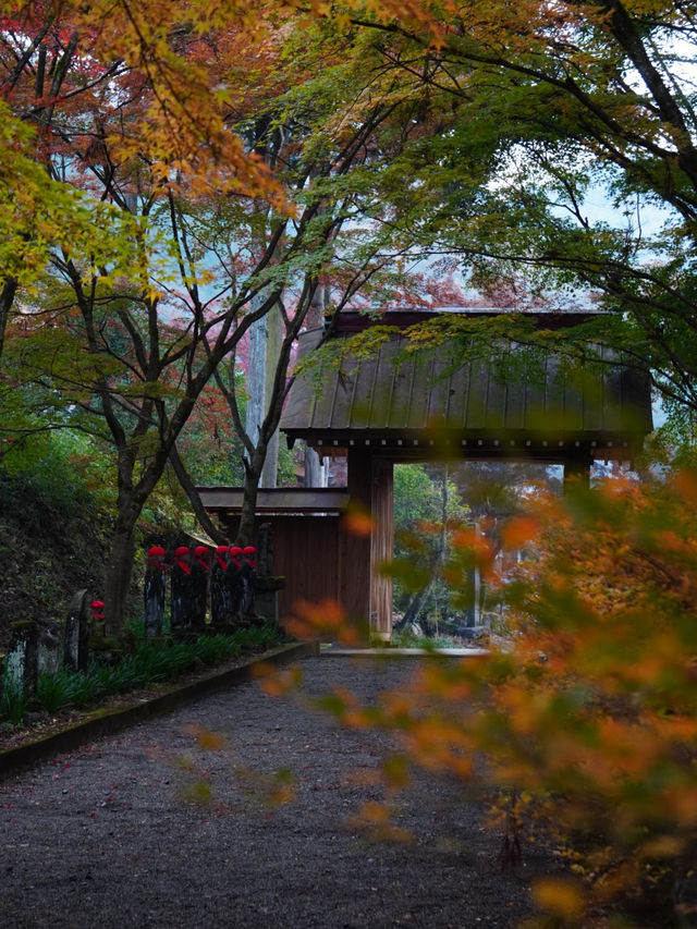【栃木×佐野】参道に広がるグラデーション紅葉の絶景🍁