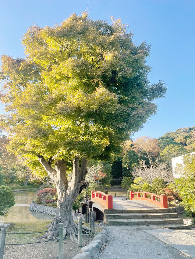 【神奈川県/鎌倉　生命力を感じる”大銀杏”の紅葉が美しい『鶴岡八幡宮』】