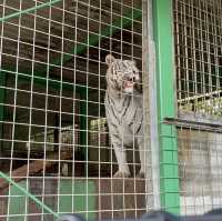 🇯🇵【香川県】しらとり動物園🐘へ行こう！🦁