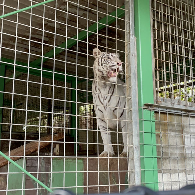 🇯🇵【香川県】しらとり動物園🐘へ行こう！🦁