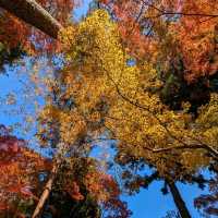醉人的紅葉銀河，漫步千年古剎「中尊寺」