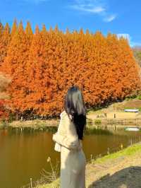 서울 근교 너무 이쁜 단풍 명소🍁
