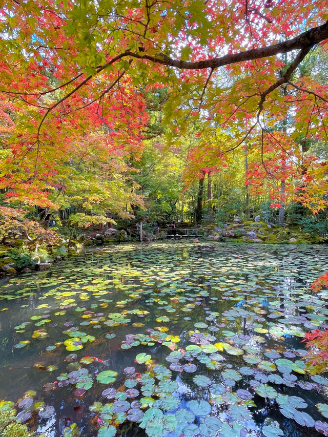 京都観光☺️美しい枯山水・池泉回遊式庭園🍁🌿天授庵