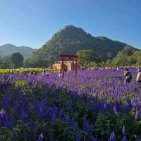 🇯🇵 Hokkaido Flower Park Khaoyai 🇯🇵