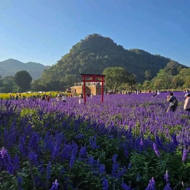 🇯🇵 Hokkaido Flower Park Khaoyai 🇯🇵