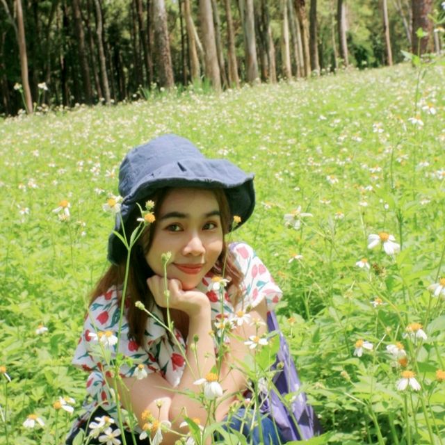 สวนสวย สวนสนแม่แตง~ เชียงใหม่