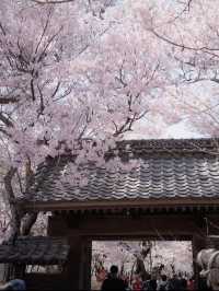 【高遠城址公園の桜】天下第一の絶景桜