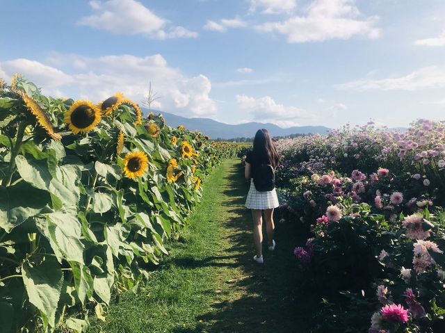 🇨🇦 加拿大西部太陽花田🌻
