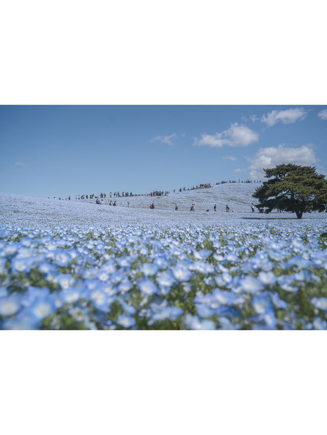 ひたち海浜公園💙ネモフィラの青い世界