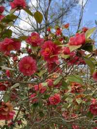 Hirosaki Park: A Cherry Blossom Paradise