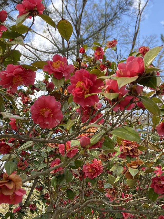 Hirosaki Park: A Cherry Blossom Paradise