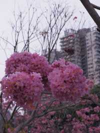 冬季限定：深圳后海公園的紫花風玲木 