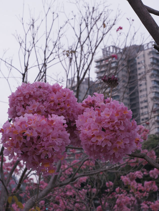 冬季限定：深圳后海公園的紫花風玲木 
