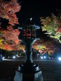 ✨ 秋の仁和寺ライトアップで幻想的なひとときを ✨