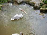 Feathers, Fun, and Nature: Discover the Magic of KL Bird Park