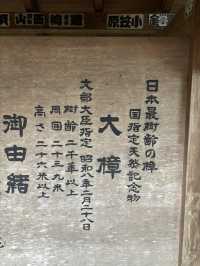 探訪來宮神社大楠：靜岡熱海的千年神樹，祈願與能量的聖地