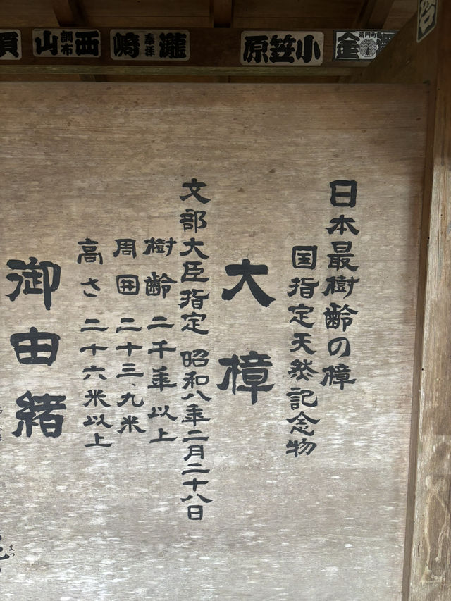 探訪來宮神社大楠：靜岡熱海的千年神樹，祈願與能量的聖地