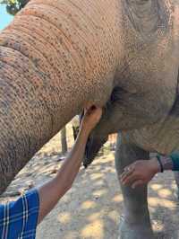 Maerim Elephant Sanctuary 