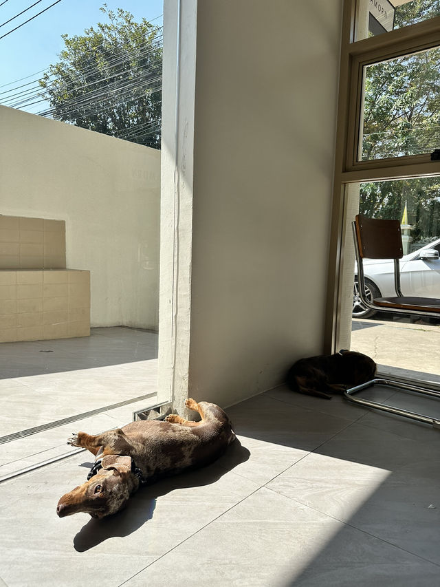 คาเฟ่ pet friendly🐶 CNX