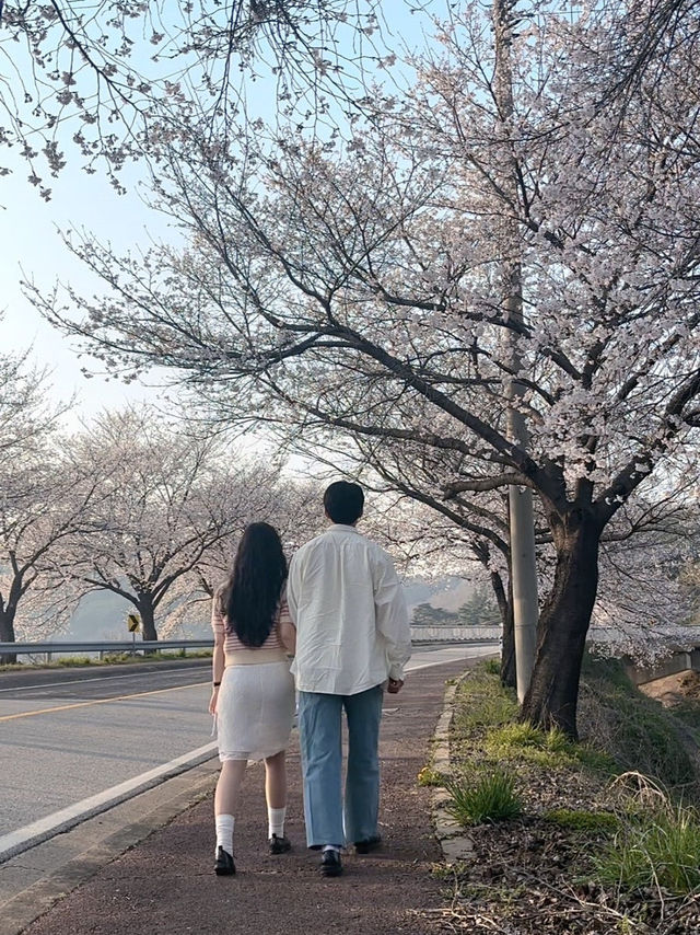 벚꽃데이트