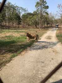 Day Trip to Myanmar’s one and only Safari Park 🦓 