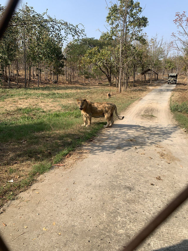 Day Trip to Myanmar’s one and only Safari Park 🦓 