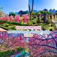 ชมดอกซากุระบานที่สวนเล่อฮวอ(Lohas Park)