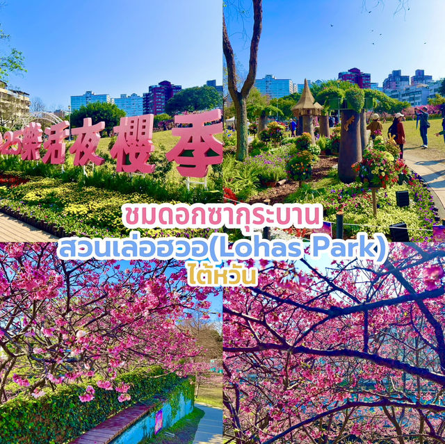 ชมดอกซากุระบานที่สวนเล่อฮวอ(Lohas Park)