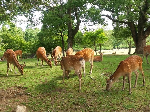 วัดโทไดจิ เเห่งเมืองนารา