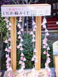 【東京】都会の隠れ家で早咲きの桜を愛でる🥰河津桜で春の訪れを感じよう🌸周辺観光情報付き