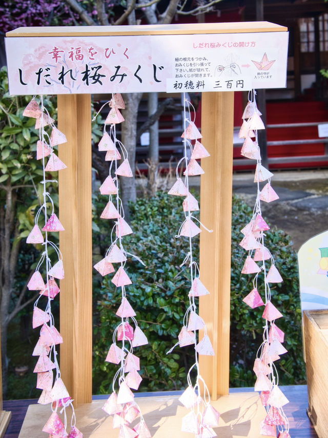 【東京】都会の隠れ家で早咲きの桜を愛でる🥰河津桜で春の訪れを感じよう🌸周辺観光情報付き