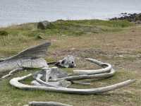塔斯馬尼亞  瑪麗亞島旅遊全攻略：野生動物天堂與世界遺產秘境