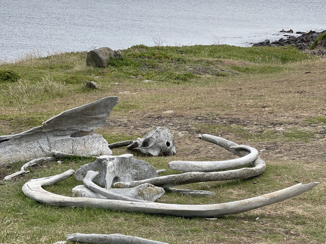 塔斯馬尼亞  瑪麗亞島旅遊全攻略：野生動物天堂與世界遺產秘境