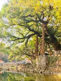 Dragon Claw Banyan: A Remarkable Ancient Tree