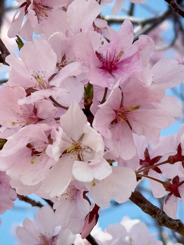 私房景點！大阪狹山池公園的櫻花絕景🌸
