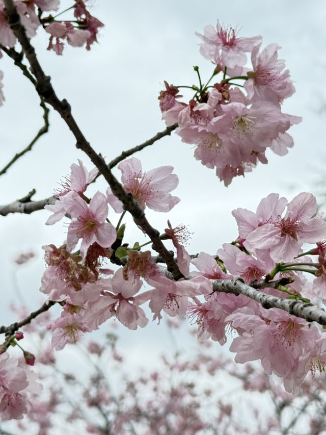 櫻花盛開河畔 香港石門安景街公園🌸 #香港櫻花